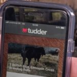 A Tinder-inspired app meant to help farmers match up potential partners for their cattle is demonstrated at a farm in Hampshire, Britain on Feb. 12, 2019. (Photo: Reuters/Matthew Stock)