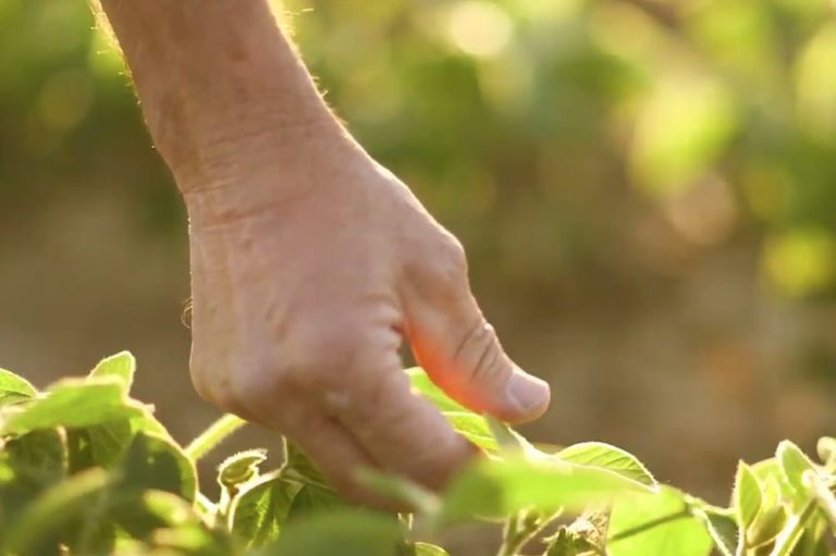 Corteva wins final OK for global launch of Enlist E3 soy