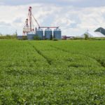 File photo of a soybean crop south of Winnipeg. (Dougall_Photography/iStock/Getty Images)
