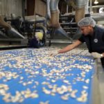 Ken Christopher looks at cloves of garlic on a conveyer belt on March 29, 2019 at Christopher Ranch at Gilroy, California, about 40 km southeast of San Jose. (Photo: Reuters/Lucy Nicholson)
