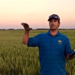Terry Aberhart discusses variable-rate fertilizer application in comparison to flat-rate application in a hard red spring wheat crop in a 2012 video. (AberhartFarms.com via YouTube)