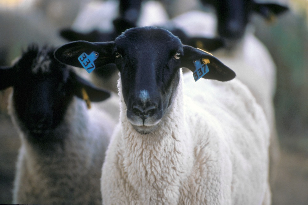 File photo of a Suffolk ewe infected with scrapie. (Jack Dykinga photo courtesy ARS/USDA)
