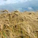 Sixty-two crop scouts are on the 2019 crop tour, which will release its final yield forecasts in the coming days.  Photo: Canstock
