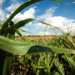 Hot weather is posing a threat to corn crops in the U.S.  Photo: Thinkstock  
