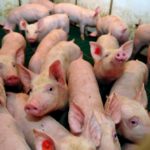 China’s demand for U.S. pork so far has been disappointing, analysts say.
 Photo: Thinkstock