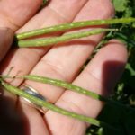 File photo of initial symptoms that may be seen the morning after a frost in canola. Depending on the amount of frost and weather conditions, either moderate damage or severe damage may develop. (Photo courtesy Canola Council of Canada)
