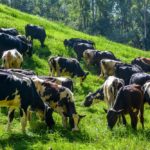 File photo of cattle grazing in India. (Ashwini H/iStock/Getty Images)