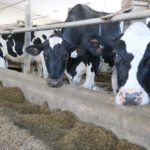 Canadian dairy farmers will get $345 million in direct payments in the first year of an eight-year, $1.75 billion support package. (John Greig photo)