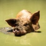 File photo of a hog cooling off in a pond in the Philippines. (Stewart Hall/iStock/Getty Images)