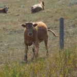File photo of cattle on pasture. Several drought-stricken rural municipalities in Manitoba have declared an agriculture disaster, in an effort to kickstart action by senior levels of government. (MikeEntertainment/iStock.Getty Images)