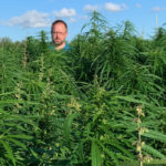 Grower Marcus Isaac says producers thinking
of growing hemp should be aware that it’s a labour-intensive crop.