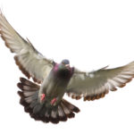 Those pesky pigeons