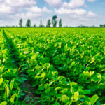New strain of rhizobia enters the soybean inoculant game