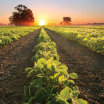Developing an inoculant strategy