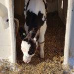 Calves in outdoor hutches will need extra feed, particularly during the coldest days of winter.