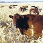 Grazing corn is not an exact science
