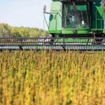With lighter regulations and more agronomic information available, is this the year to grow hemp on your farm?