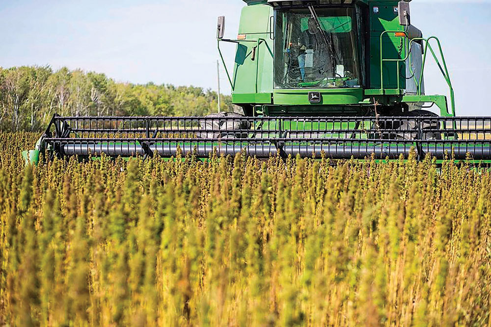 With lighter regulations and more agronomic information available, is this the year to grow hemp on your farm?