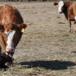 It is important cows and calves be monitored closely or given the space to ensure they get mothered up correctly and the calf get’s sucking.