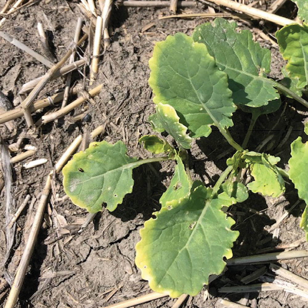 I could see numerous patches of discoloured canola plants,  but there was no discernable pattern.