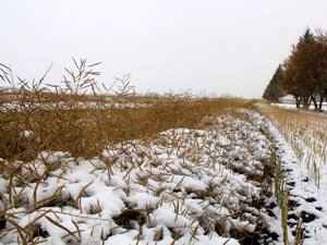 File photo of canola under snow in October 2016. (Lisa Guenther photo)
