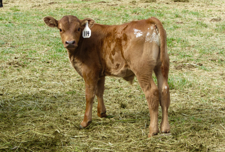 Causes of calf scours can be difficult to identify Grainews