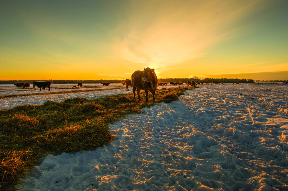 Midwinter inventory for swath grazing