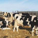 Dairy cows need a proper “dry” period with good nutrition in order for their body’s to recover before the next lactation.