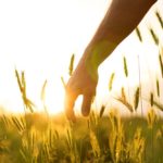 'Purchasing loyalties is a common political manoeuvre and not really one worth noting, save for the principle behind it and its relevance to what’s going on in Canadian agriculture.' – Toban Dyck