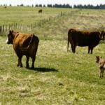 There are a number of tools and apps available to make herd management easier for even the most technologically challenged.