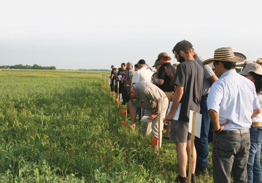 Farmers take a look at smaller-scale plots on a tour of the research farm at Carman, Man., in the summer of 2019.