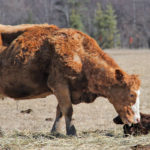 Most of the time cows handle calving just fine on their own, but producers should also be watching and ready in case something does go wrong.