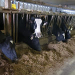 There are several factors to consider to figure out why dairy cattle can be up and down on dry matter intake.
