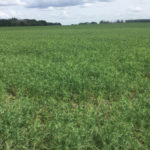 The pea crop was at the R4 stage — most of the pods on the plants were done filling but hadn’t started to ripen yet. There were numerous patches of damaged plants spread randomly around the field, the largest were on the headlands.