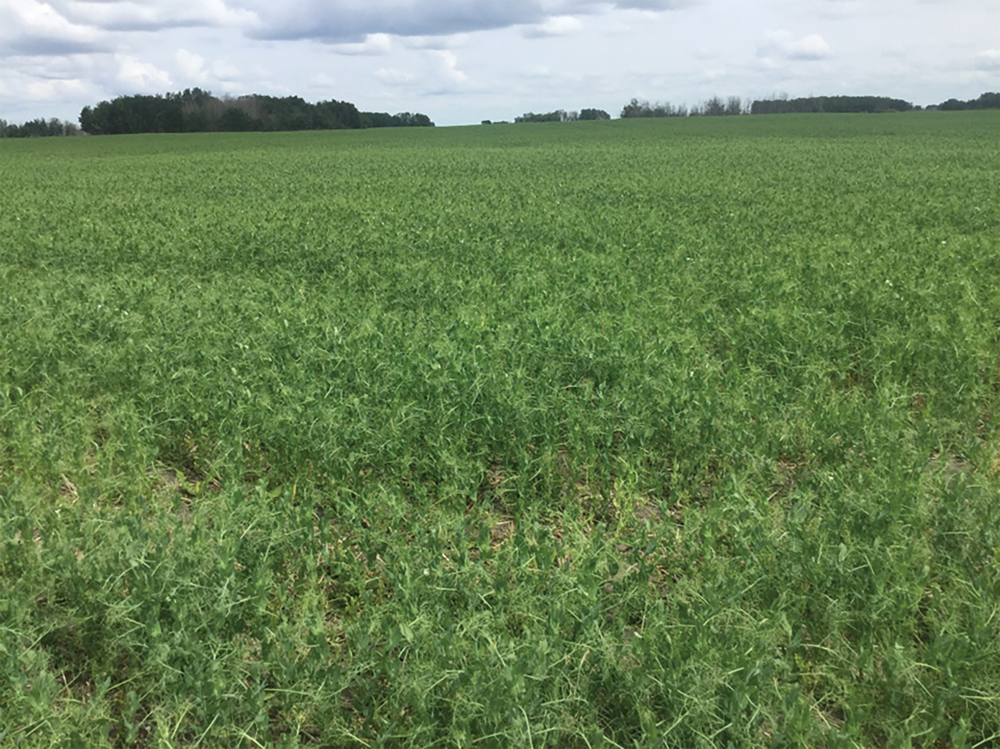 The pea crop was at the R4 stage — most of the pods on the plants were done filling but hadn’t started to ripen yet. There were numerous patches of damaged plants spread randomly around the field, the largest were on the headlands.