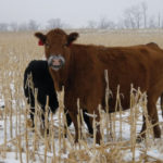Allowing May/June calves to run with their mothers until mid-winter (February and March) is considered a more natural weaning cycle.