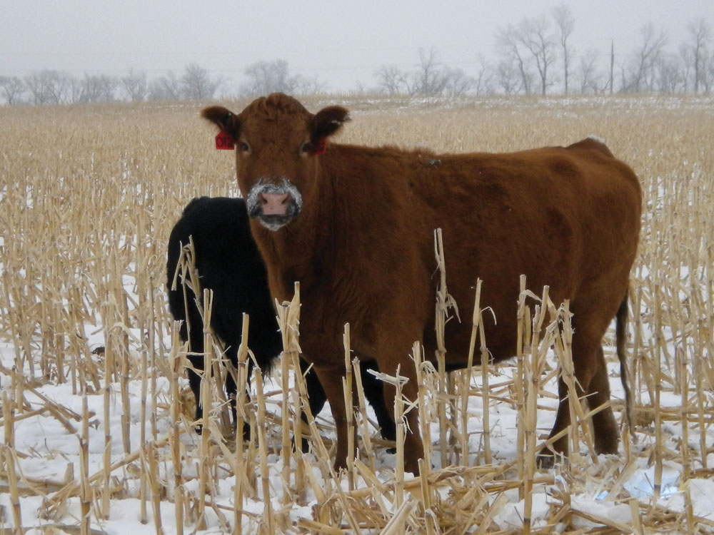 Allowing May/June calves to run with their mothers until mid-winter (February and March) is considered a more natural weaning cycle. 