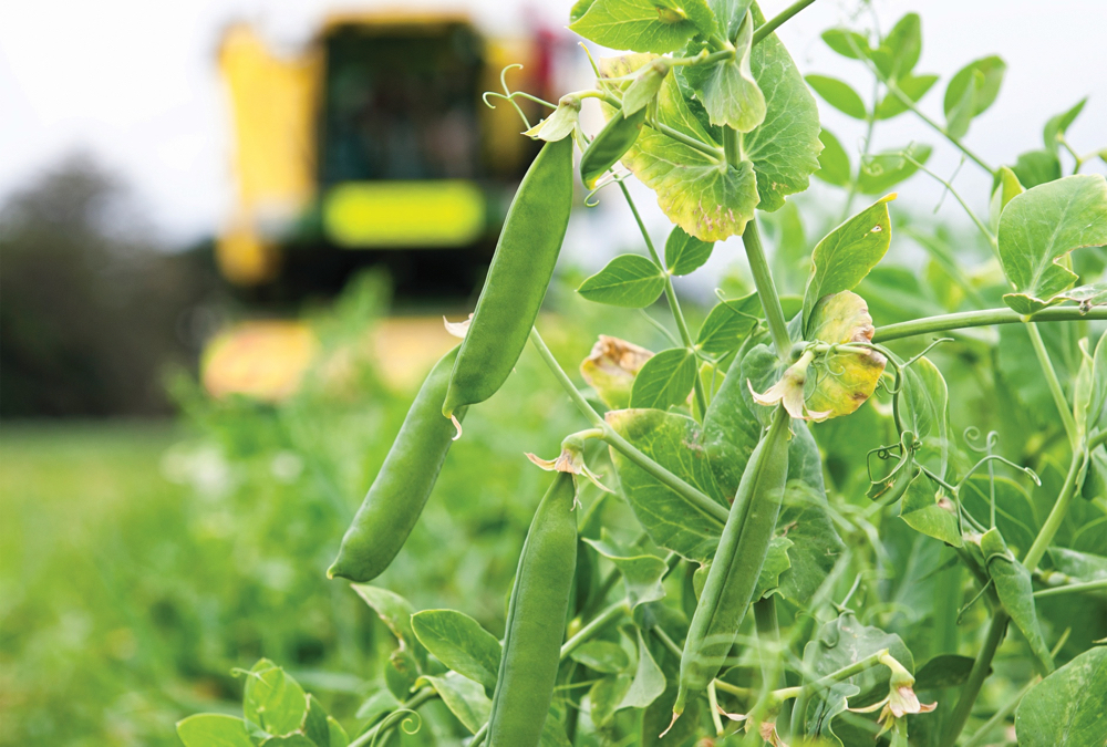 Get your pea and lentil seed tested