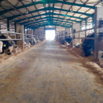 This Greek cattle feeder prefers to take Belgian Blue bull calves to finish.