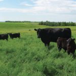 What can EPDs tell you about selecting a bull that will produce calves like these?