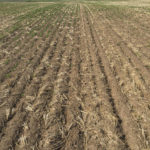 John’s lentil field had several large bare patches. Across the rest of the field, the lentil plants were at the eight-leaf stage and didn’t exhibit any signs of herbicide injury.