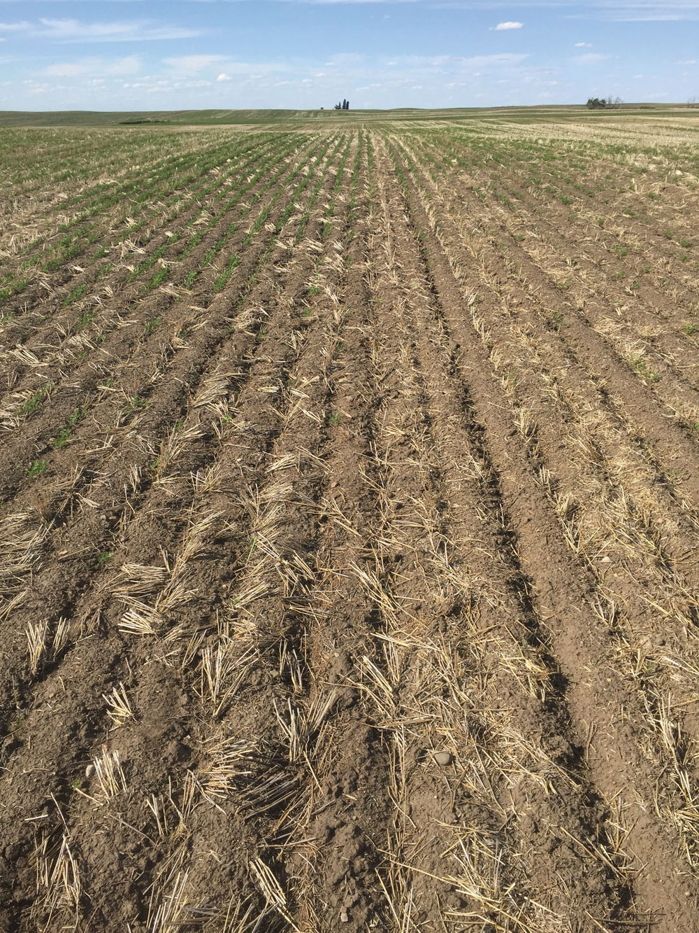 John’s lentil field had several large bare patches. Across the rest of the field, the lentil plants were at the eight-leaf stage and didn’t exhibit any signs of herbicide injury.