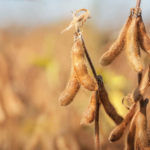 Crop staging is important to determine crop maturity and harvest timing.