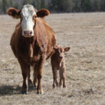 In this line of work, offspring are welcome on the job site.