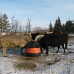 Don’t wait until the third trimester to improve
condition and nutrition status of the cow.