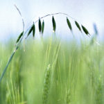 Wild oat is showing significant herbicide resistance, says Saskatchewan’s provincial weed control specialist.
