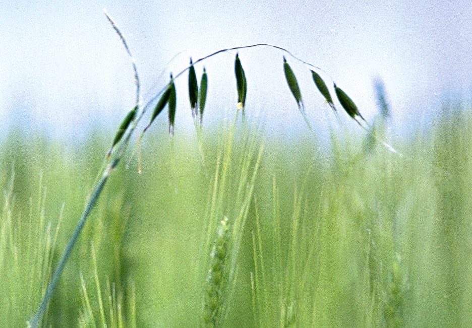 Wild oat is showing significant herbicide resistance, says Saskatchewan’s provincial weed control specialist.