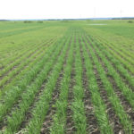 Parallel stripes of yellowing, unhealthy-looking plants ran across the field.
