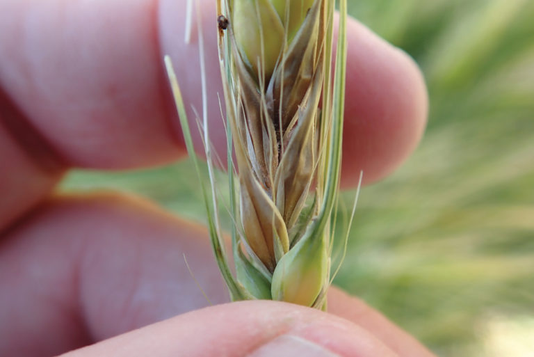 Cereal diseases to watch in 2020 Grainews