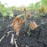 Producers should also be on the lookout for phytophthora
root rot in soybeans.